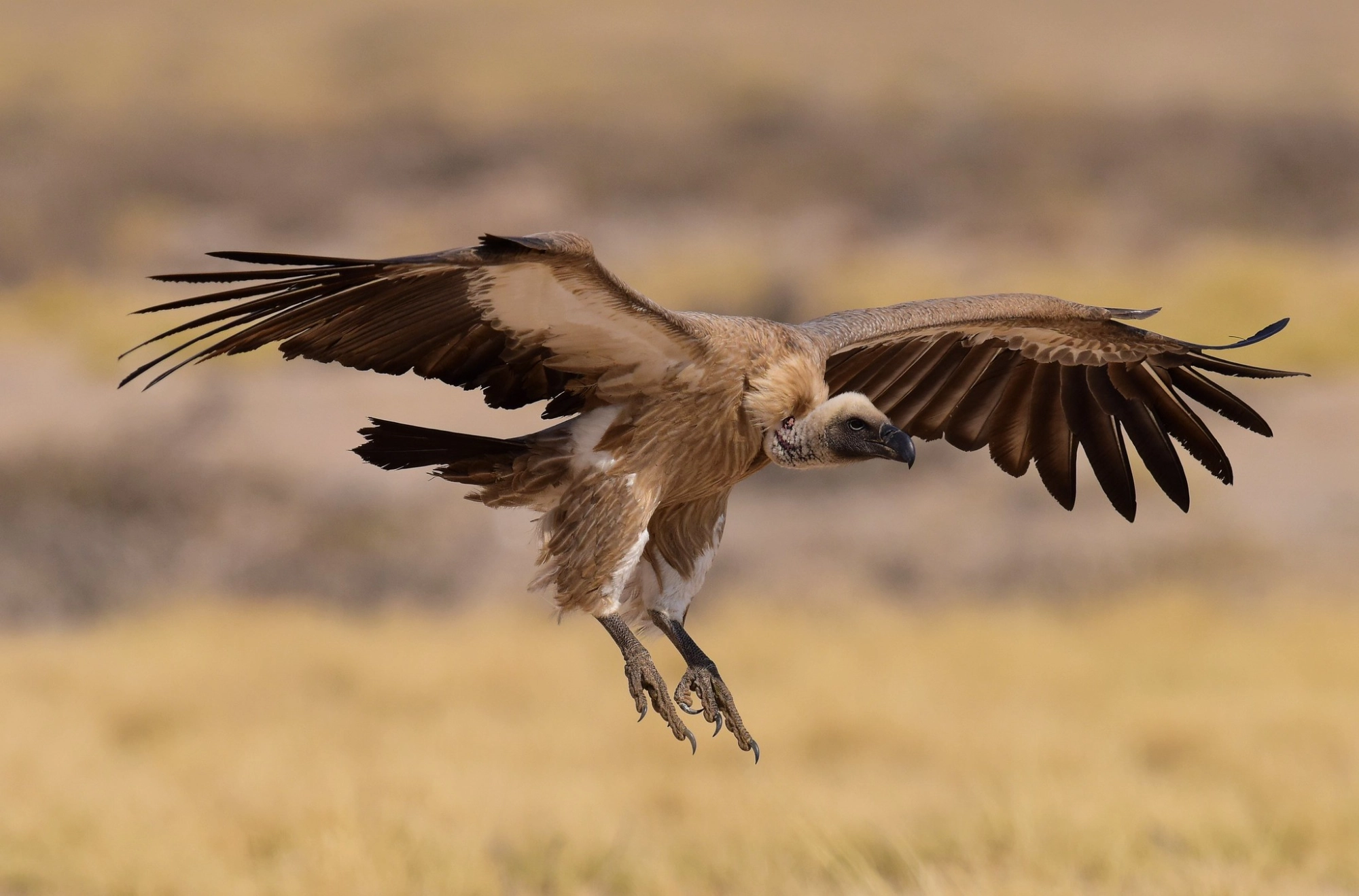 White-backed Vulture (Gyps africanus). Image by Ian White via Flickr (CC BY-NC-SA 2.0).