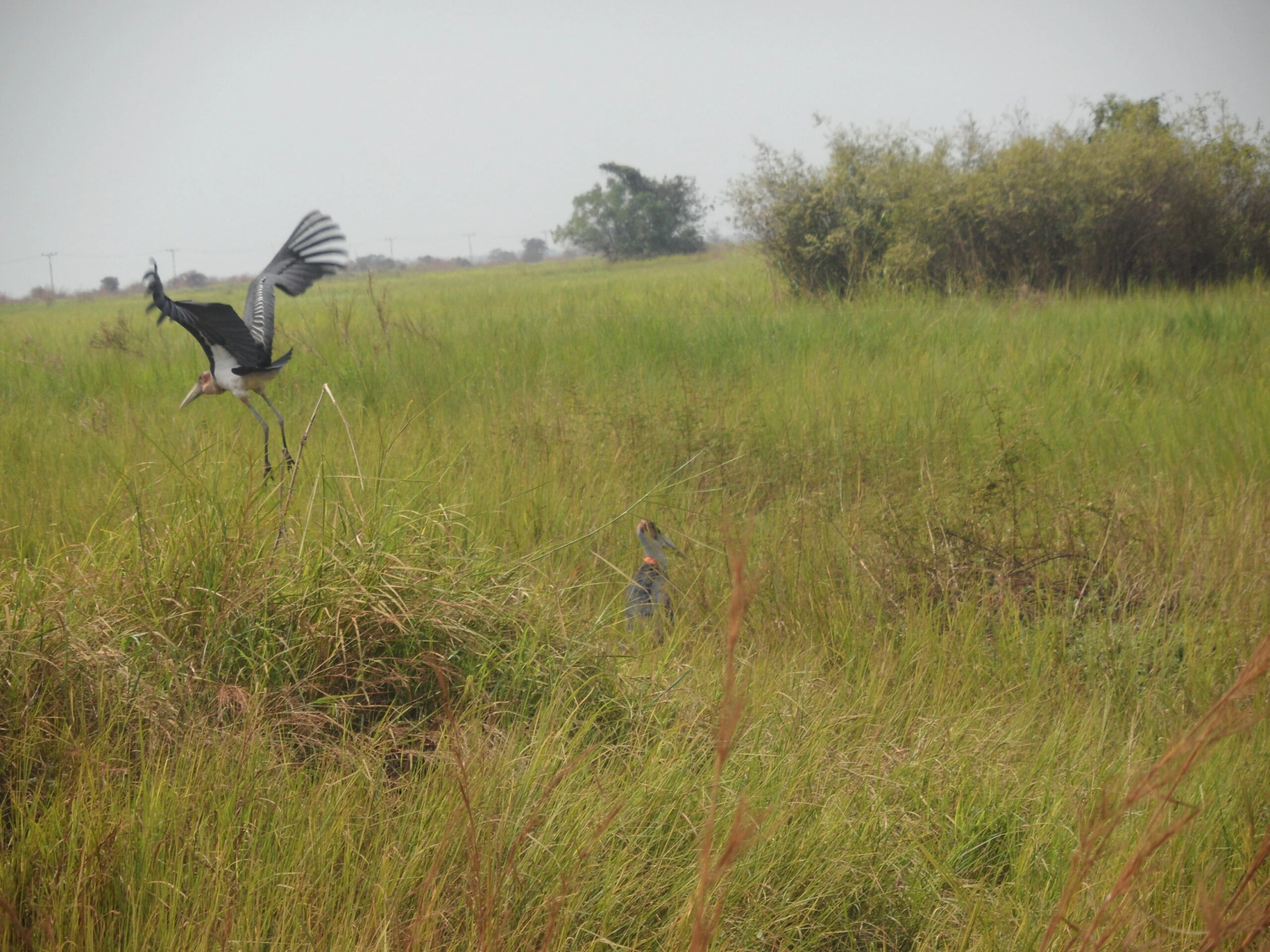 Marabou stork (Leptoptilos crumenifer) in Gambella, Ethiopia.