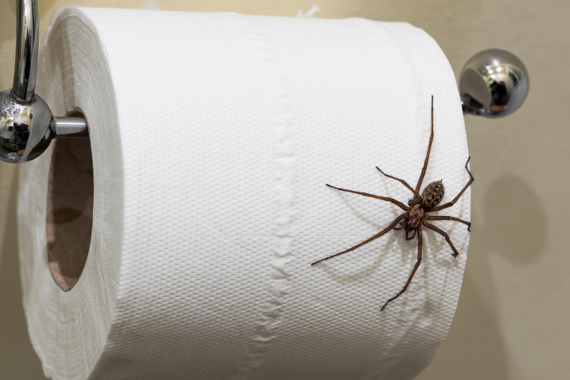 Large spider on a roll of toilet paper.