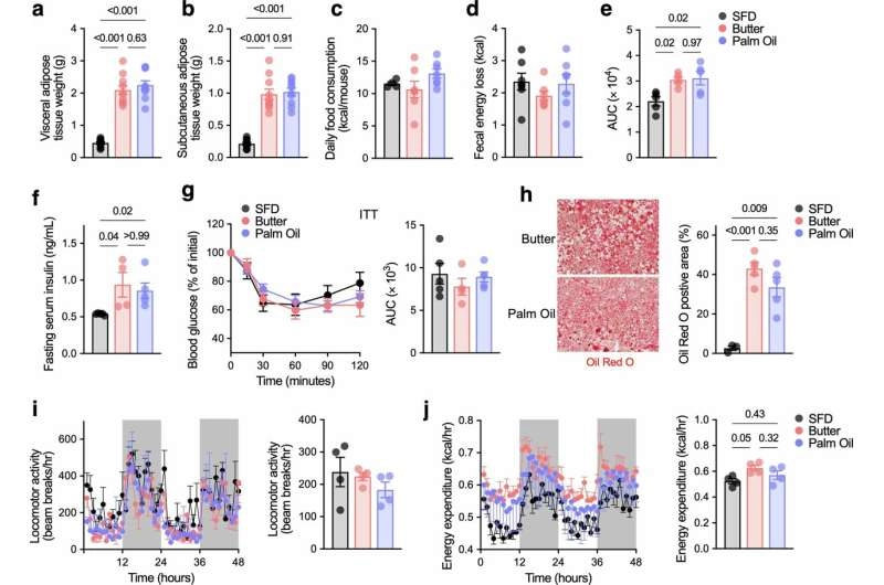 How sources of dietary fat influence cancer growth in obesity