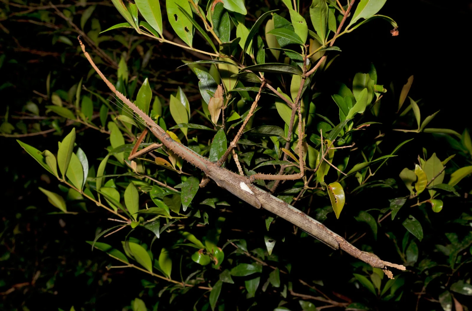 Giant Stickbug Night Beauty Shot