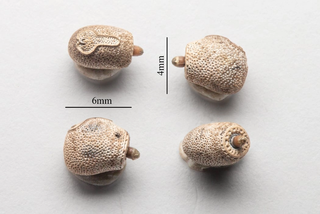 Giant Stickbug Egg