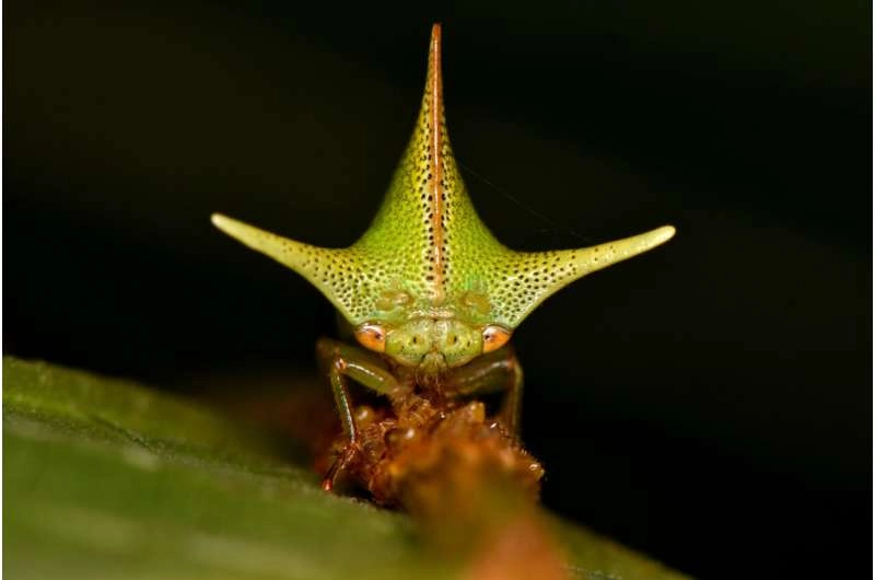 Static electricity sense could be factor in evolution of extreme body shapes of treehoppers