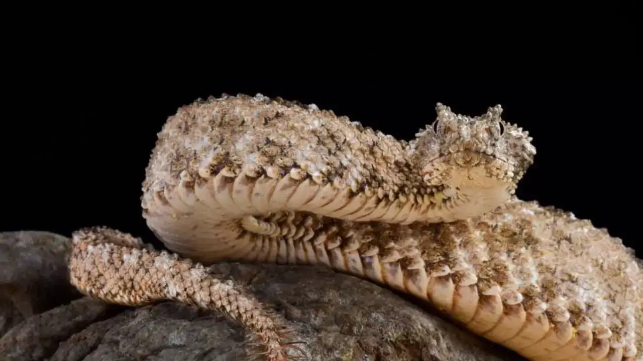 Rare spider-tailed horned viper found in Iran