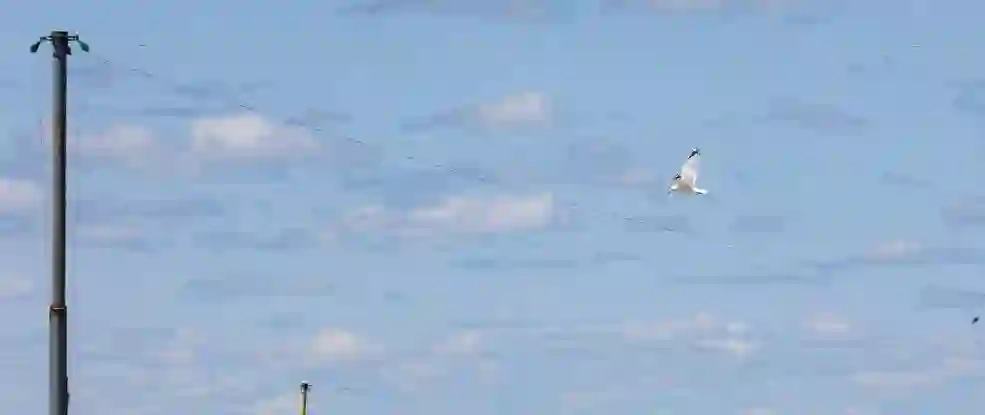 Gull Wires Britannia Beach