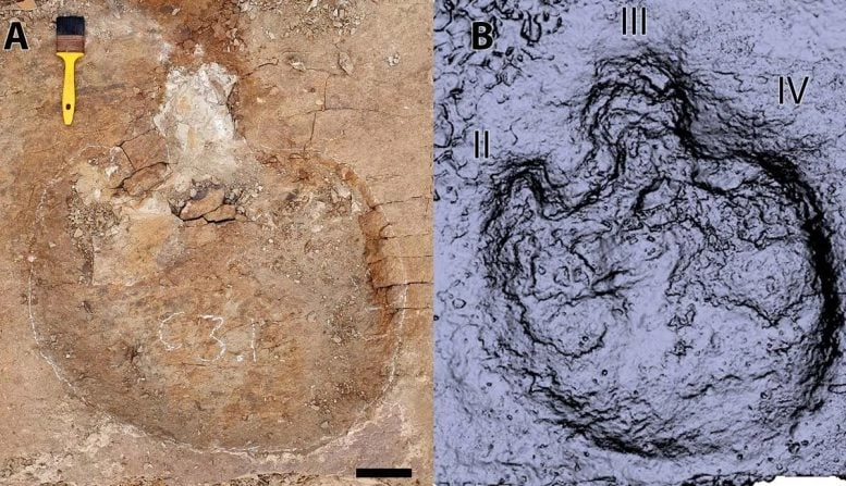 Ankylosaurus Footprints