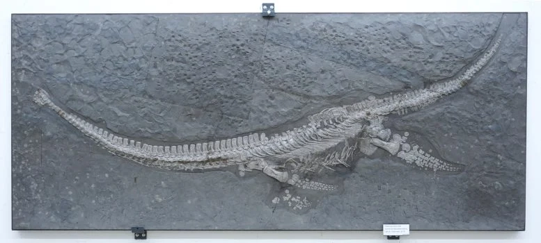 Plesionectes Skeleton