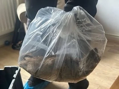 Giant rat in a clear plastic bag measuring at more than 22 inches found in England home.