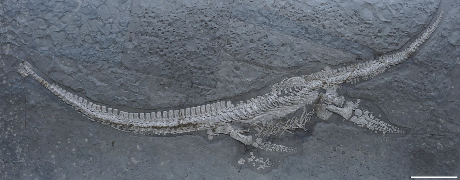 Plesionecties fossilized skeleton