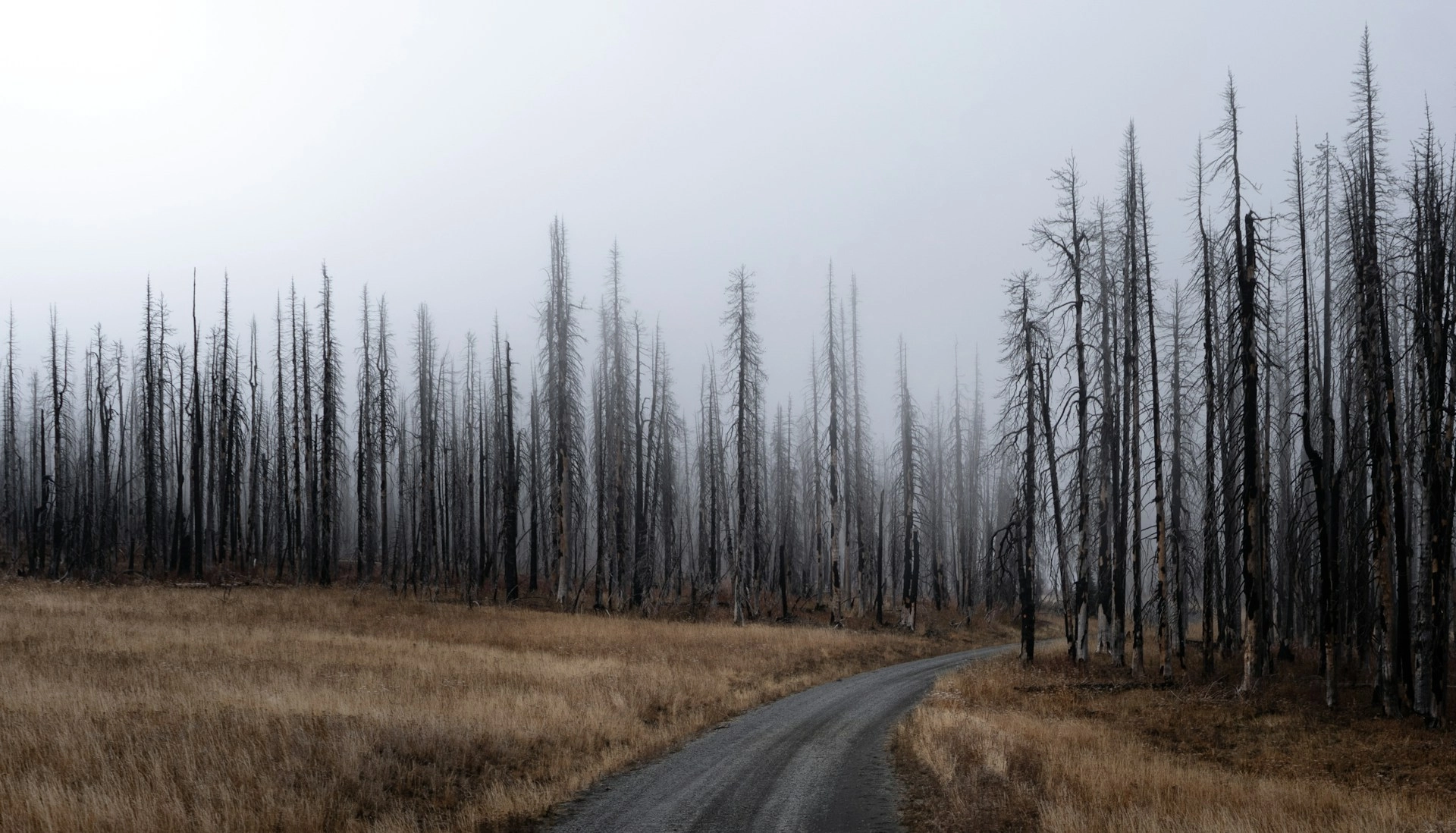 Incendie forêt