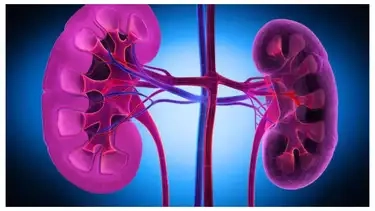 Kidney Cancer: 5 early signs to watch out for