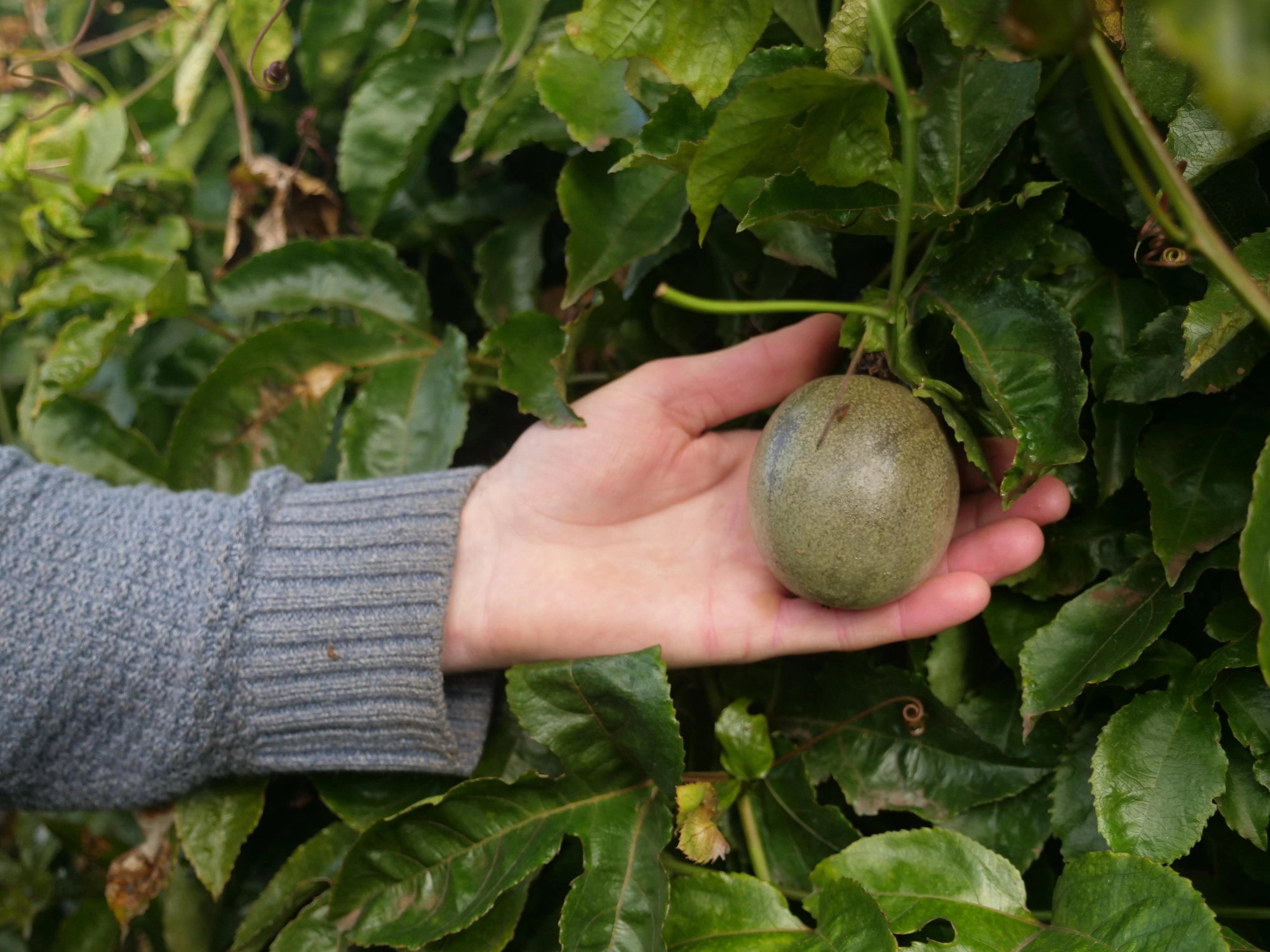 passionfruit on a vine