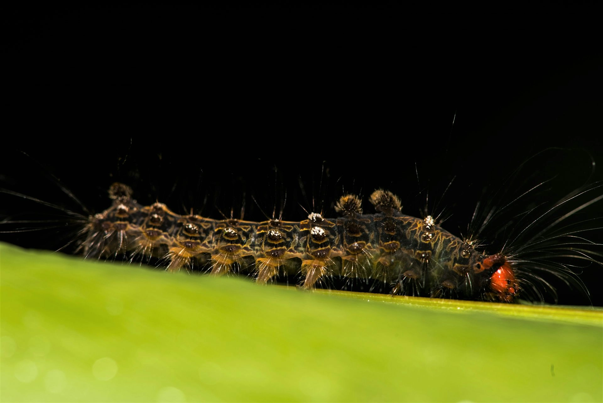 a caterpillar on a leaf