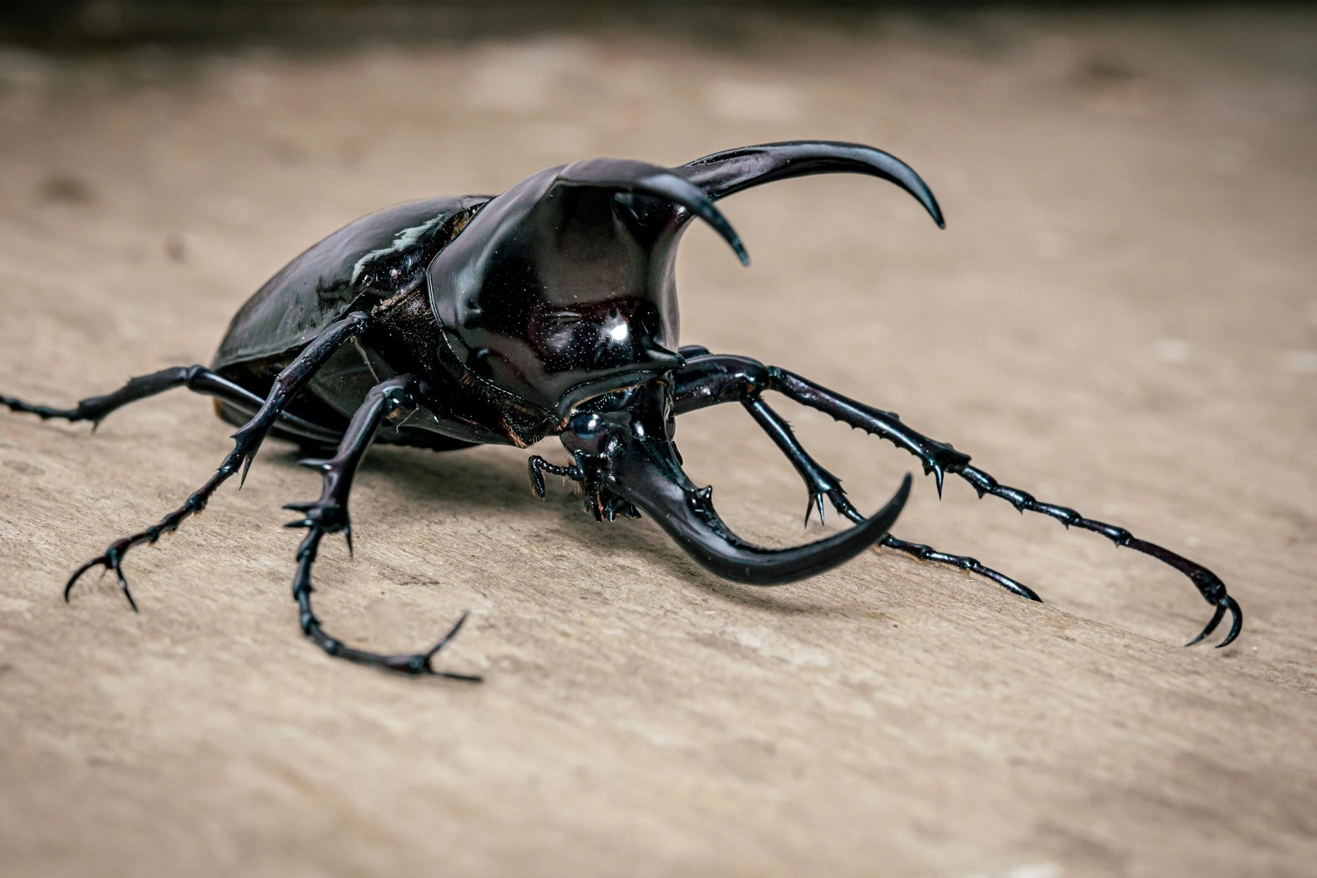 a black beetle