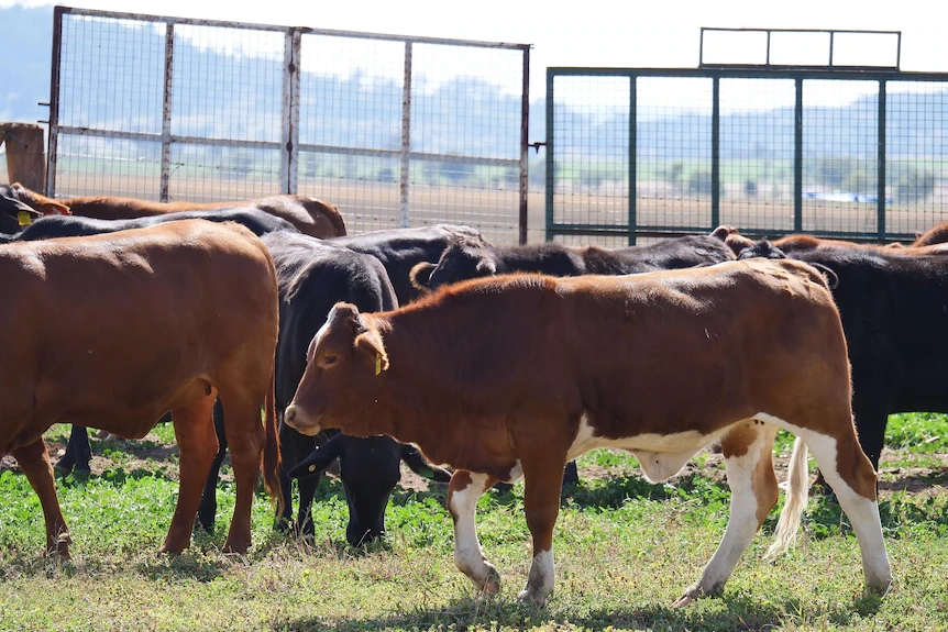 Cattle walking in a paddock with fences in the background