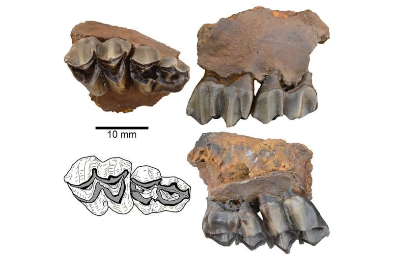 5-million-year-old deer fossils discovery links modern wildlife to ancient North American forests