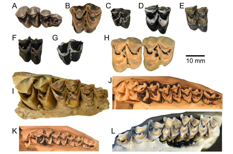 5-million-year-old deer fossils discovery links modern wildlife to ancient North American forests
