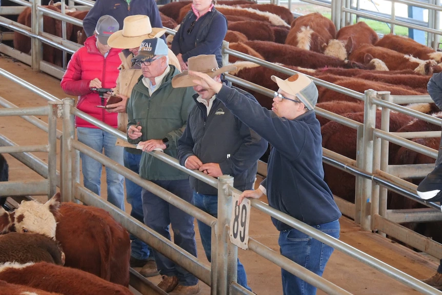 Man with hand up in front of metal rails, cows either side, bidding on livestock