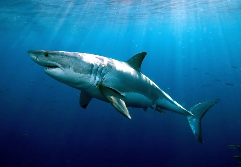White Shark
