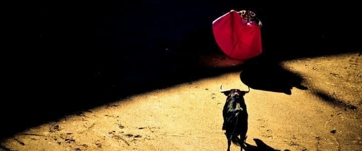 Bull