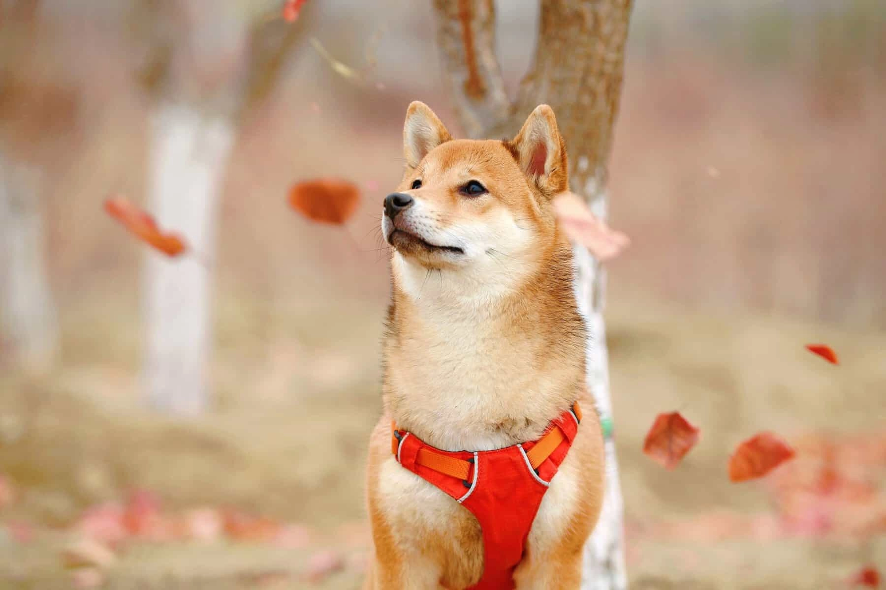 Here’s How Shiba Inu’s New Bridge Cuts Wait Time by 80%