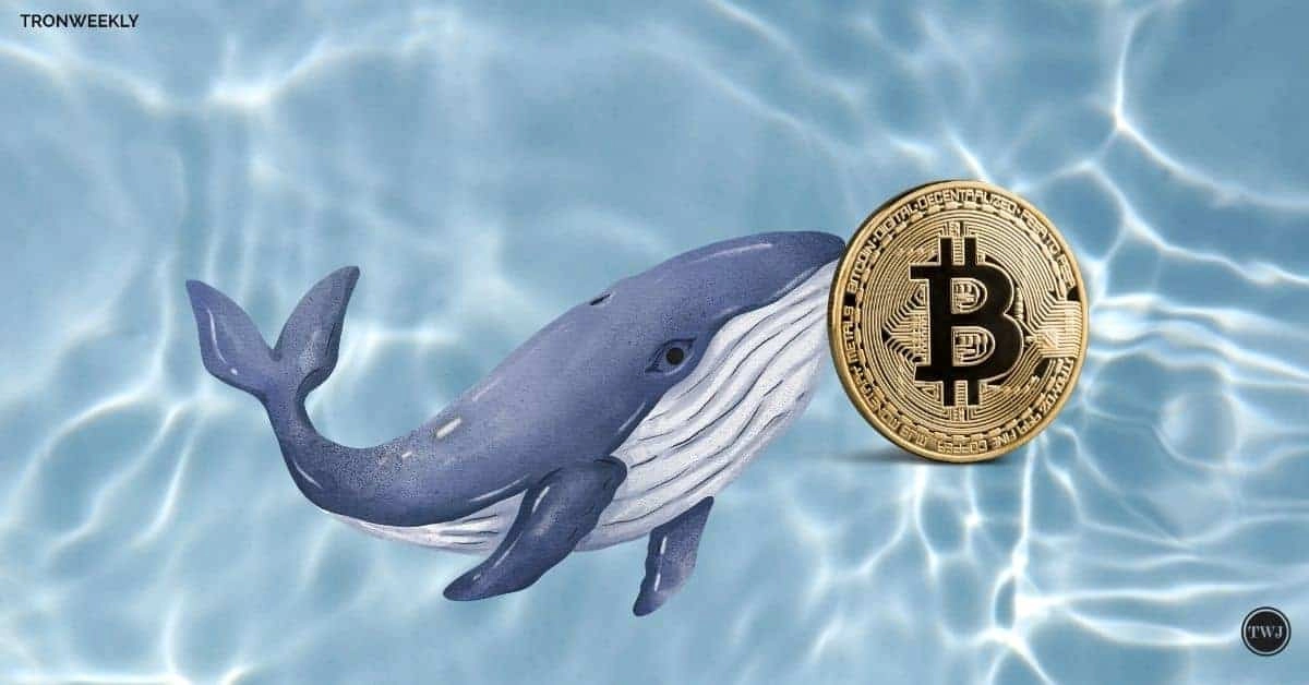 Massive Whale Transfers: Dormant Bitcoin Wallet Activation As BTC Hits $100K