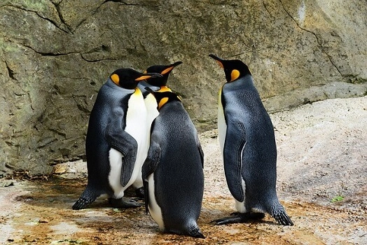 PENGU price prediction as traders buy iDEGEN, STX