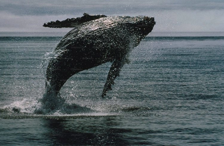Bitcoin Whale Returns After 2 Years with $26.37M Purchase