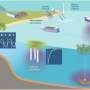 Study Reveals Impact of Marine Carbon Dioxide Removal Methods on Ocean Oxygen Levels