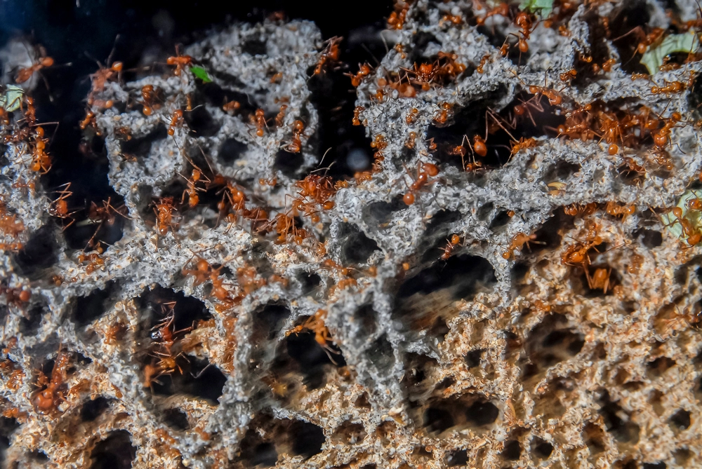 Unveiling the Fascinating World of Ant Poop: Hygiene, Toilets, and Fertilizer