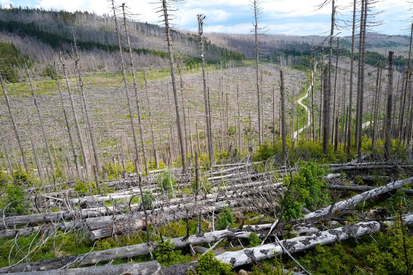 European Forests Facing Severe Carbon Decline: Impact on Global Warming