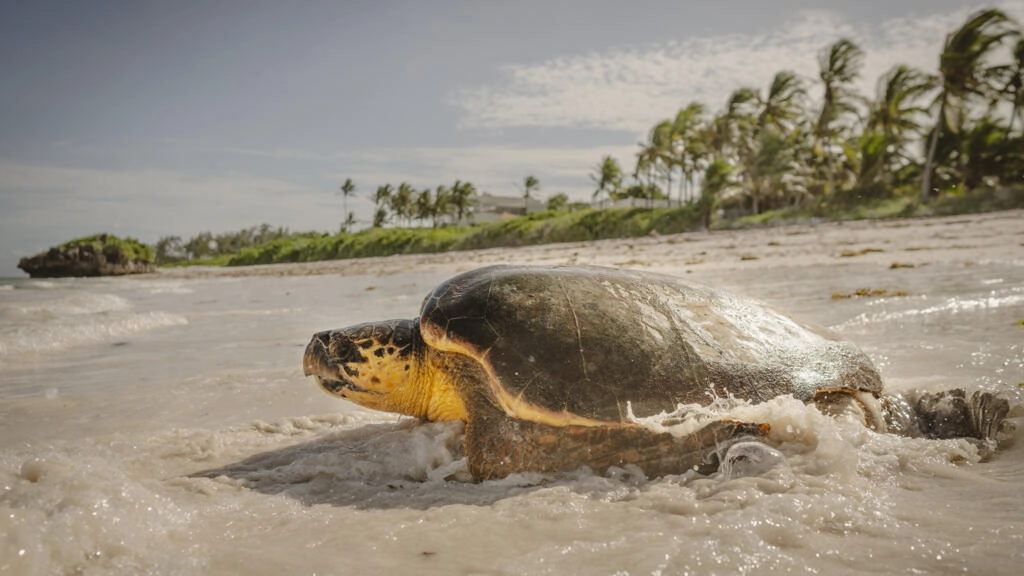 World Leaders Gather in Nice for UN Ocean Conference to Address Oceans Crisis