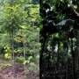 Termite Transplants: Vital for Thriving Replanted Rainforests