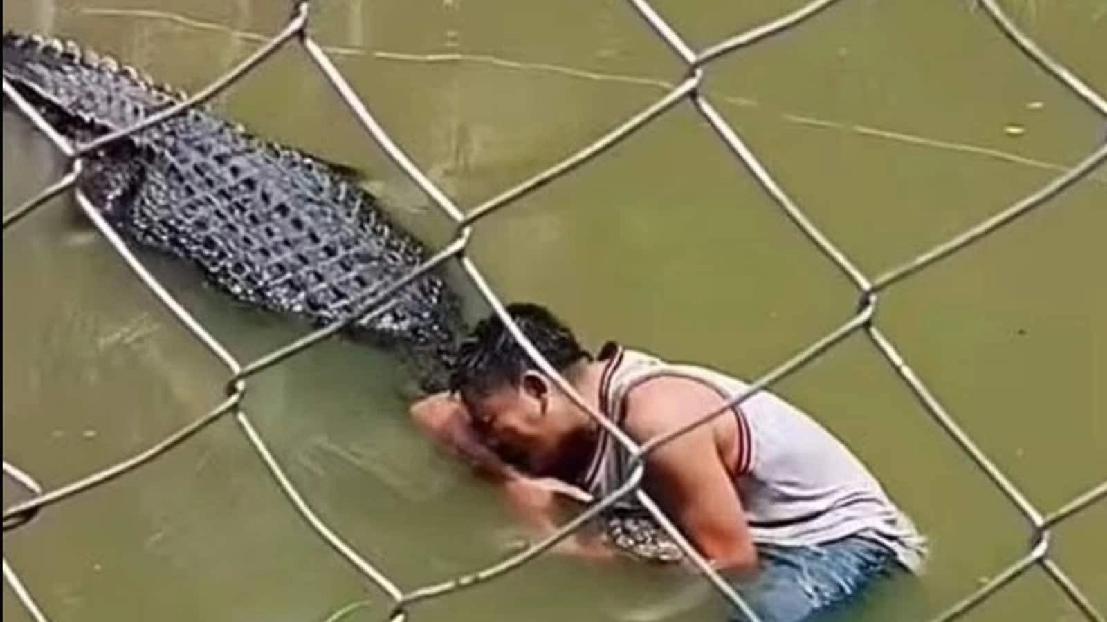 Shocking Crocodile Attack at Kabug Mangrove Park: Man Mistakes Predator for Statue