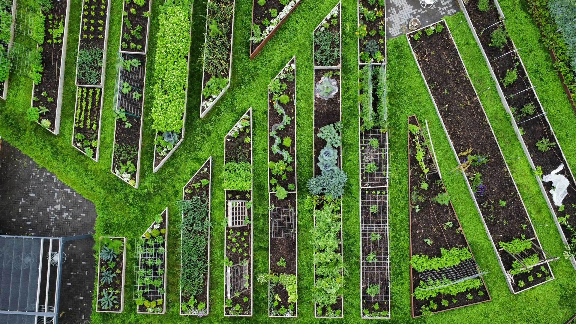 Structured Garden Layout: Achieving Perfect Symmetry with Seed Squares and Grid Planting