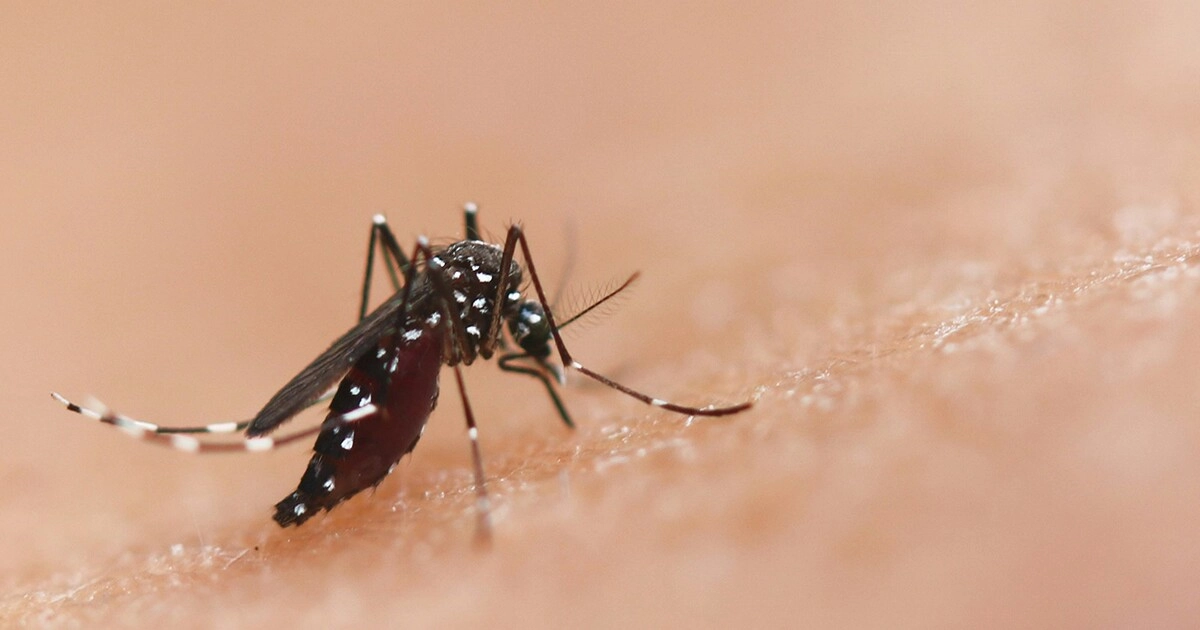 Bioengineered Fungus Kills Malaria-Spreading Mosquitoes through Sex