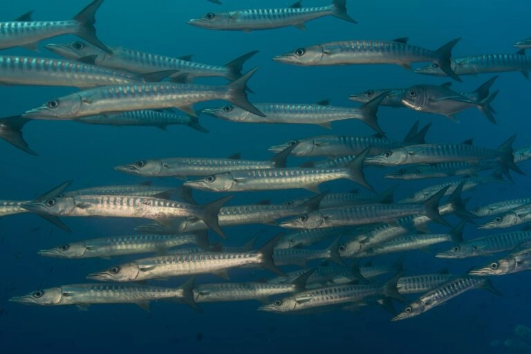 Papua New Guinea's Prime Minister Opposes Seabed Mining Amid Local Controversy