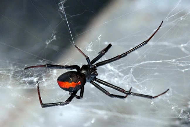 Google Warns US Insurance Industry of Scattered Spider Ransomware Attacks