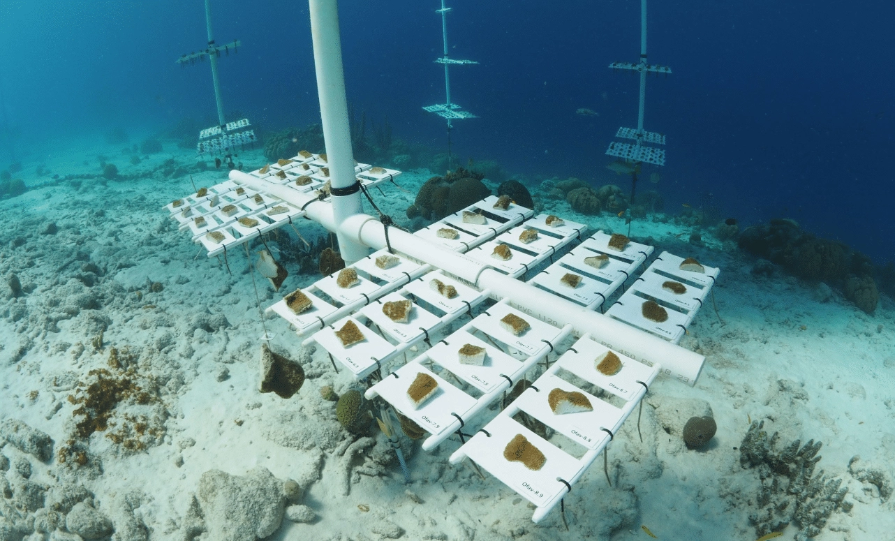 Bonaire's Reef Renewal Foundation Revives Coral with Successful Larvae Production