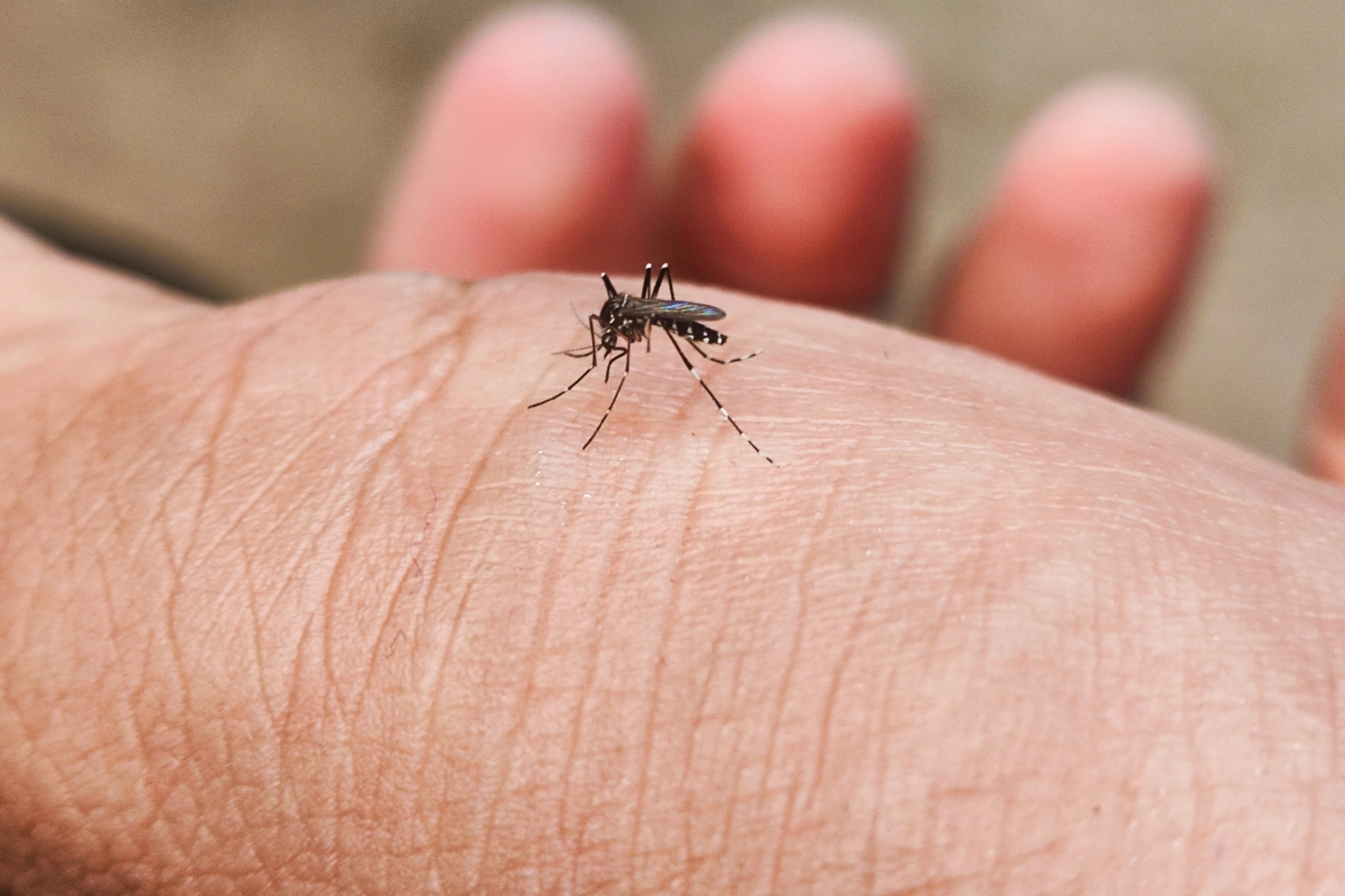 Revolutionary Plan to Save Hawaii's Avian Species: Dumping Thousands of Mosquitoes