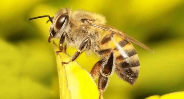 Beware: Dealing with Dangerous Bees and Their Extreme Aggression