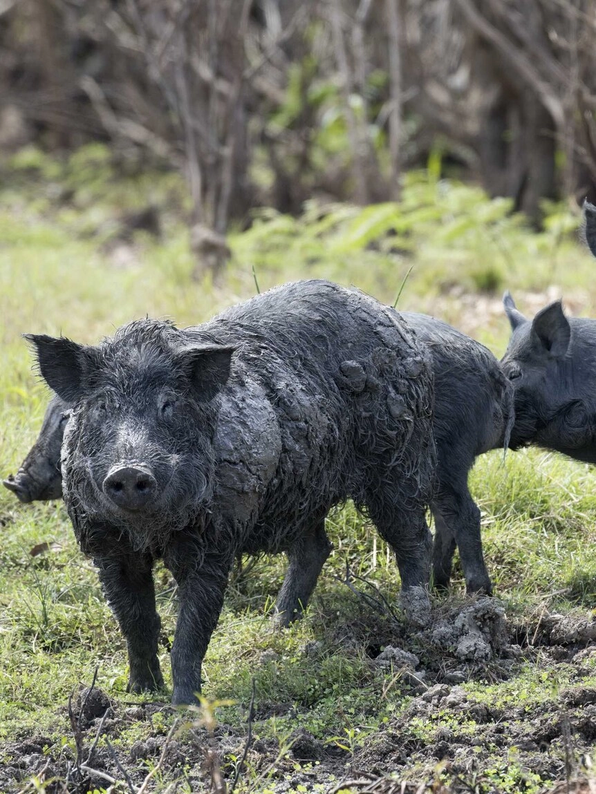New $140M Biosecurity Funding Boost for NSW Farmers: What You Need to Know