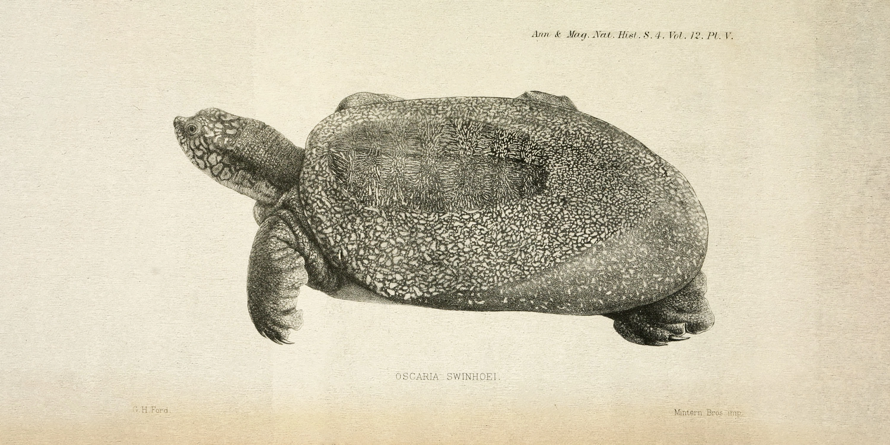 Rare Yangtze Giant Softshell Turtle Sighting Sparks Global Hunt