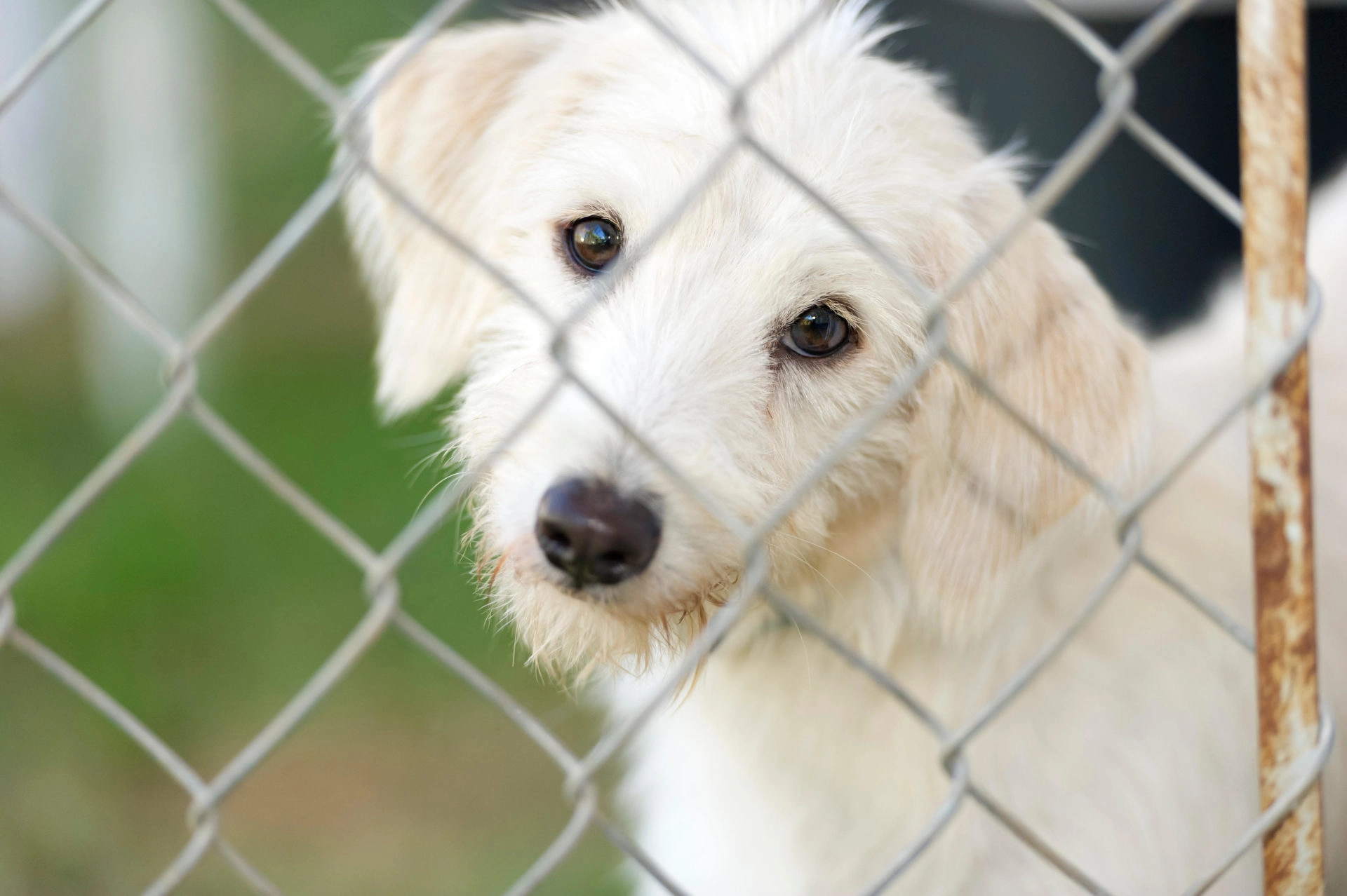 Shocking Reality: Over 3,000 Homeless Dogs in Ireland - What You Can Do to Help