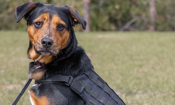 Logans Roadhouse Makes Impact: 50,000 Meals Donated & Service Dog Named Logan