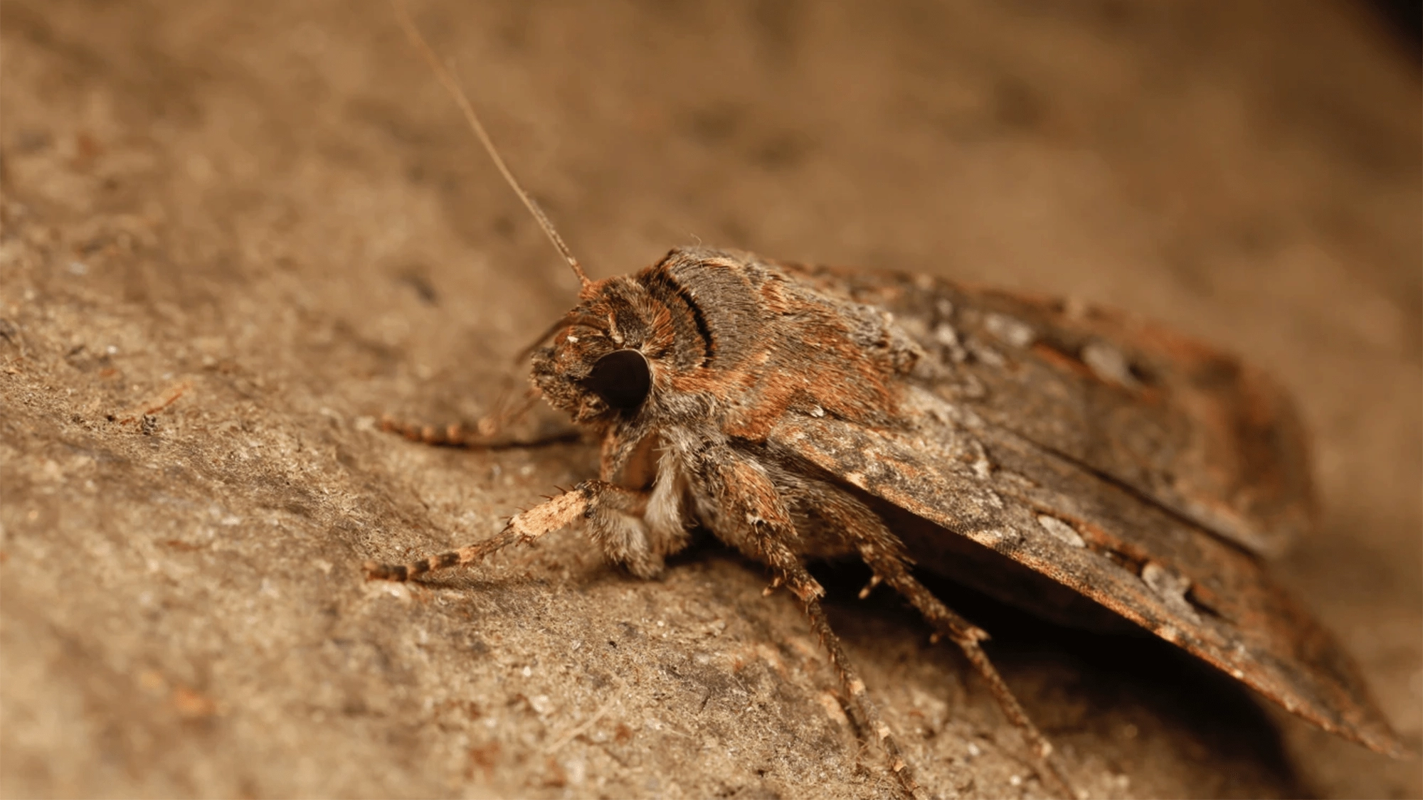 Discover How Bogong Moths Navigate Using Stars for Migration