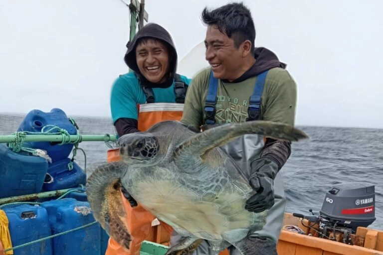 Southern Peru Fishers Trained to Safely Release Sea Turtles: A Conservation Success Story