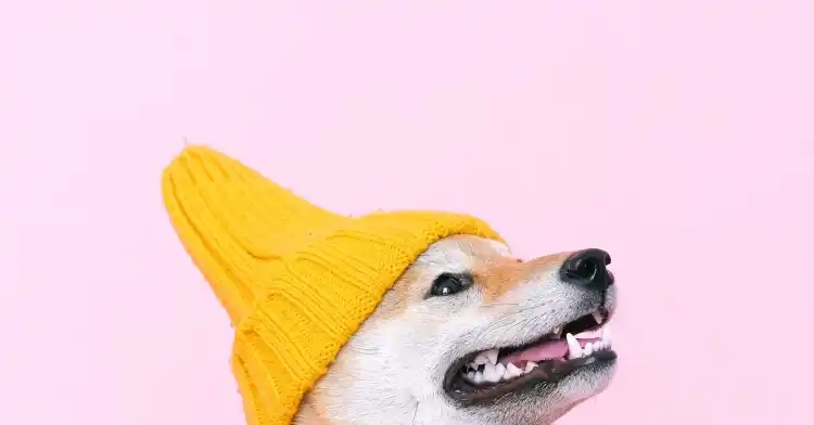 Bitcoin Breaks $107k: Dogwifhat (WIF) Surges 24% in 24 Hours