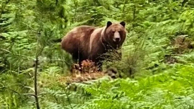 Coastal First Nations Unite to Safely Relocate Troublesome Grizzly Bear