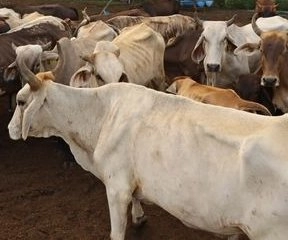 USDA Resumes Livestock Imports from Mexico to Stop Screwworm Spread